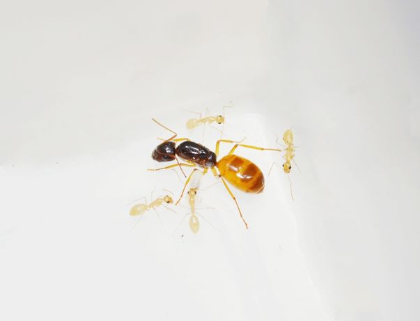 Mrówki - Camponotus fedtschenkoi Rójkowe Królowe 2022 z Azji