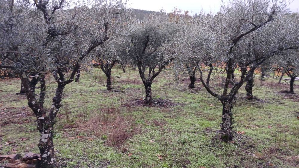 Oliveiras decorativas