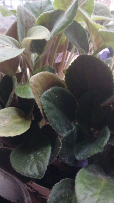 Фиалка кустик любой