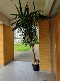 Juka Yucca kwiat wysoki palma