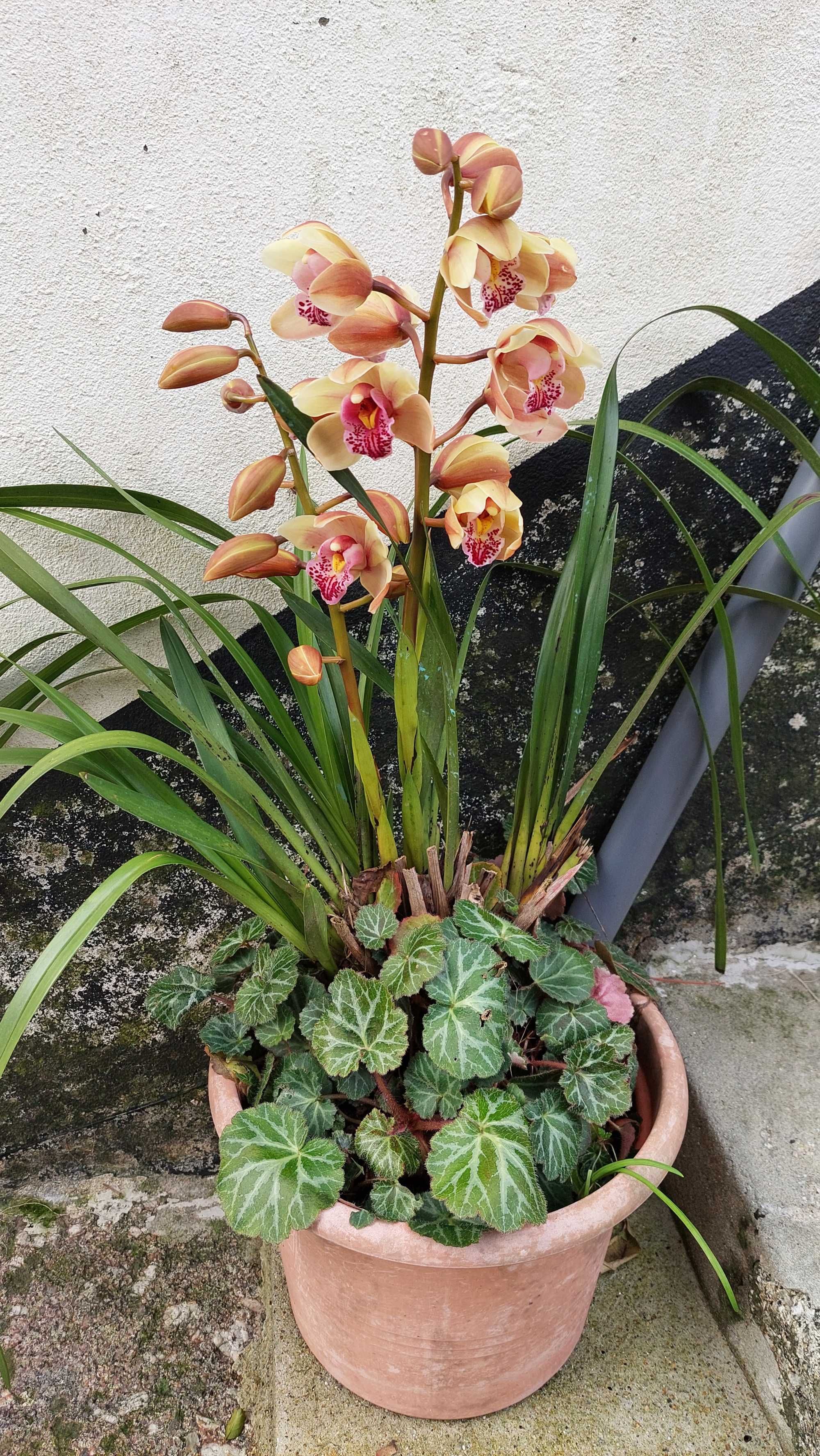 Árvore com orquídea na base em vaso grande.