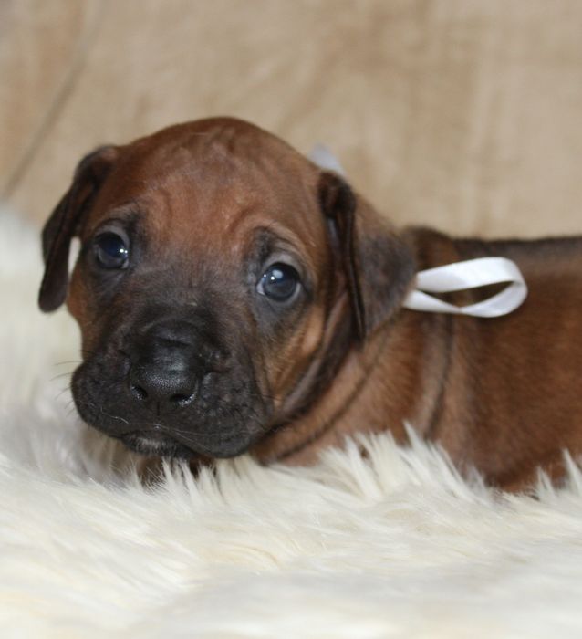 Rhodesian Ridgeback-suczka