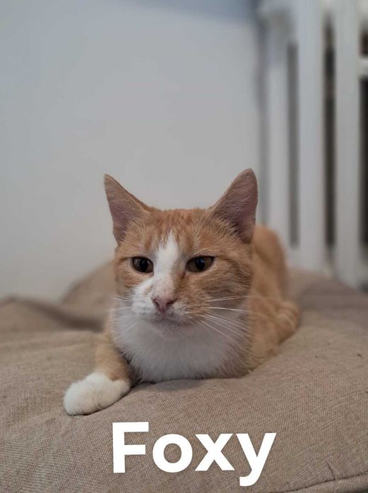 Kociaki szukaja nowego domku