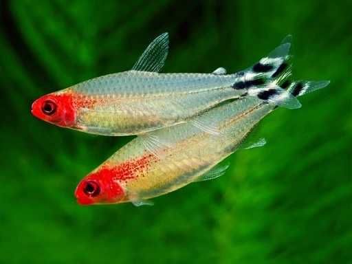GB Rodostomus, Zwinnik Blehera | Pakiet 100+ szt. - dowóz ryb!