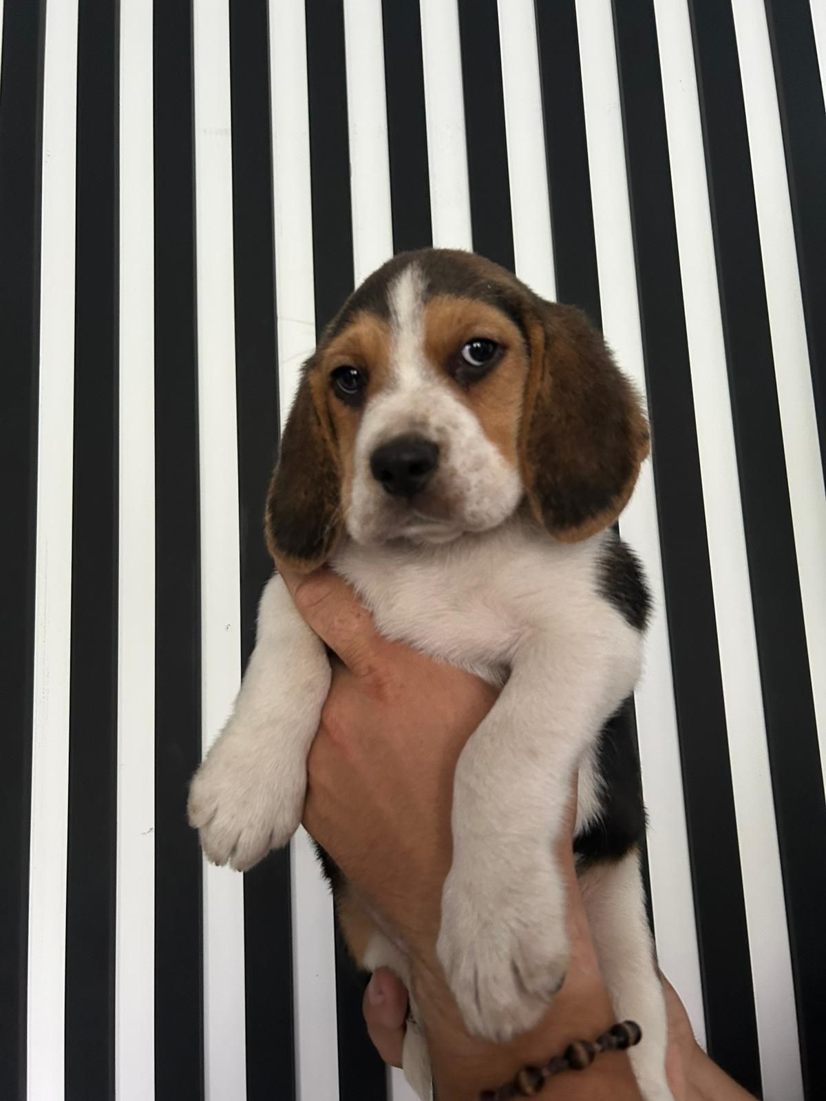 Beagle tricolor grubej kości