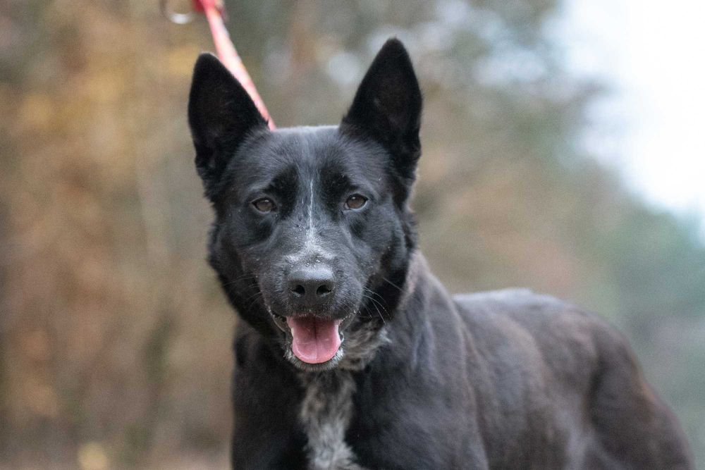 HERA - zgrabna, wychowana i czarująca czarnulka