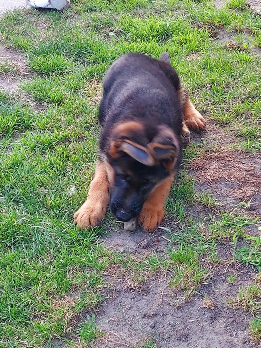 Owczarki Niemieckie Krótkowłose