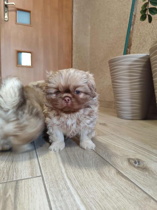 Piesek Pekinczyk Suczka