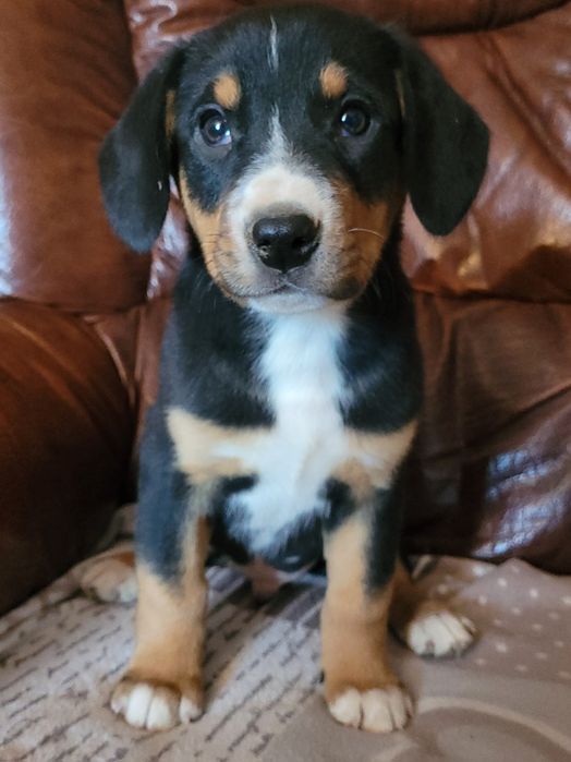 Entlebucher Szwajcarski Pies Pasterski