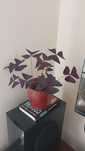 Trevo roxo - planta