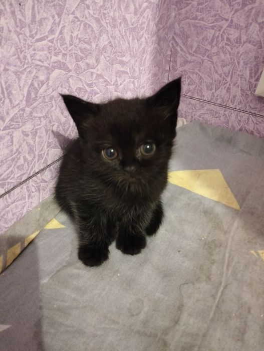 Віддам маленьку гарненьку дівчинку в хороші руки