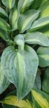 Пропоную хости на продаж
