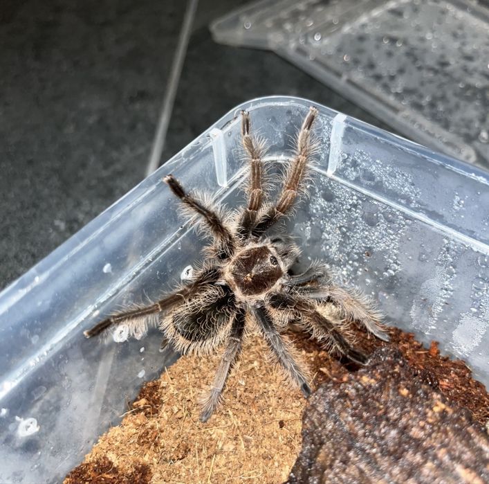 Nicaragua (5DC  na sprzedaż)