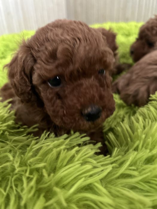 Pudel Toy Red Braun – Urocza sunia ,rezerwacja