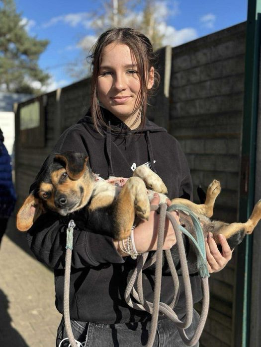 Najpiękniejsze uszy świata maleńka sunia do adopcji