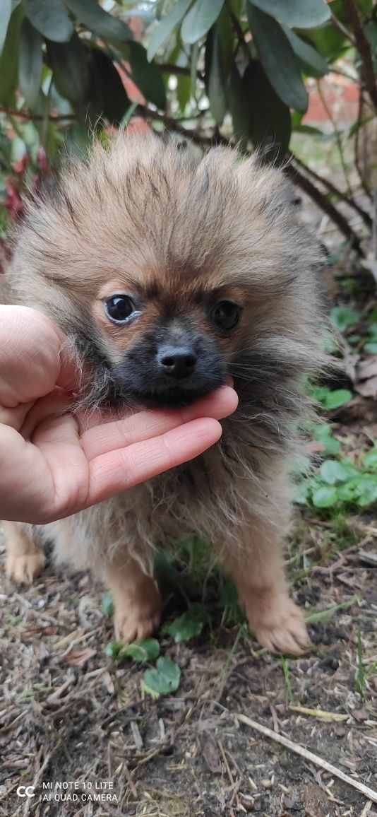 Szpic miniaturowy pomeranian piesek Antoś ZKwP FCI