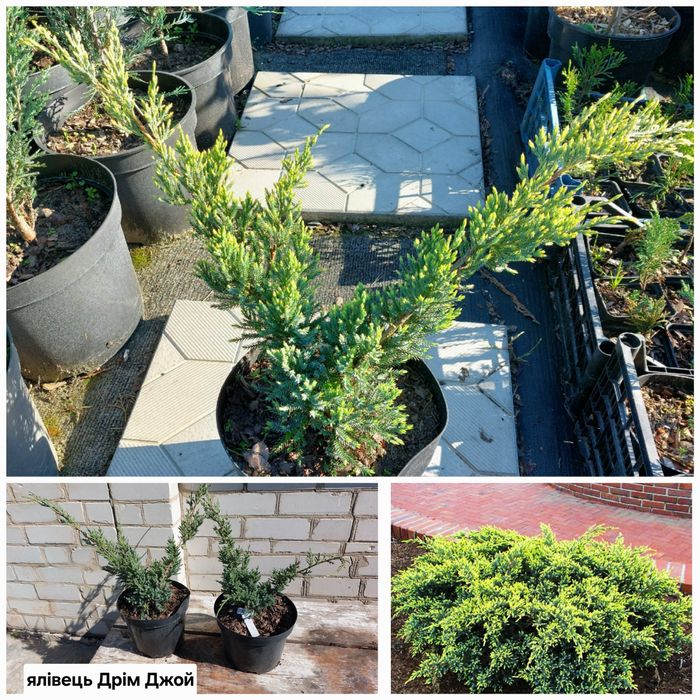 Ялина Коніка, ялина Нідіформіс, ялівці скельний Блю Ароу та інші