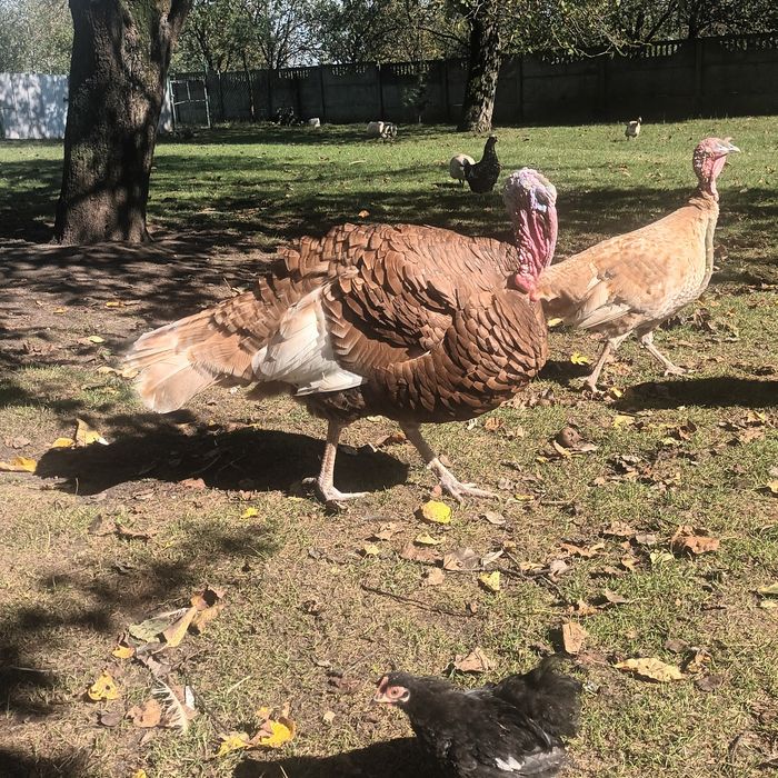 Indyki czerwone burbońskie