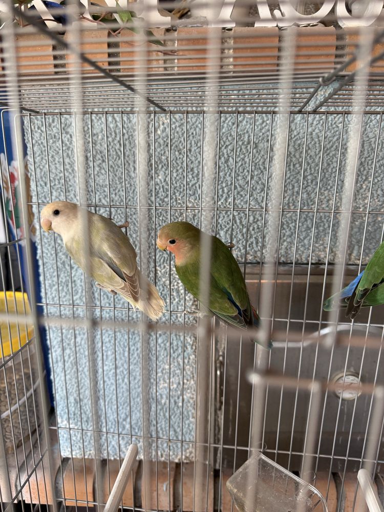 Agapornis de excelente porte