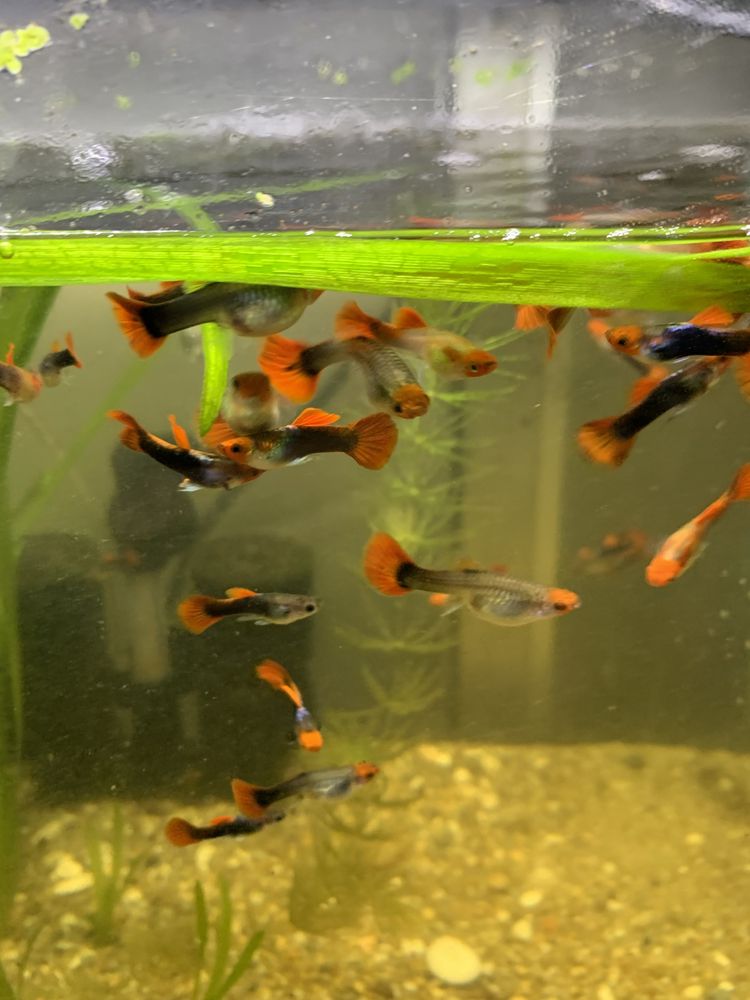 Guppys koi linha pura