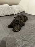 Szczeniak Australian Labradoodle