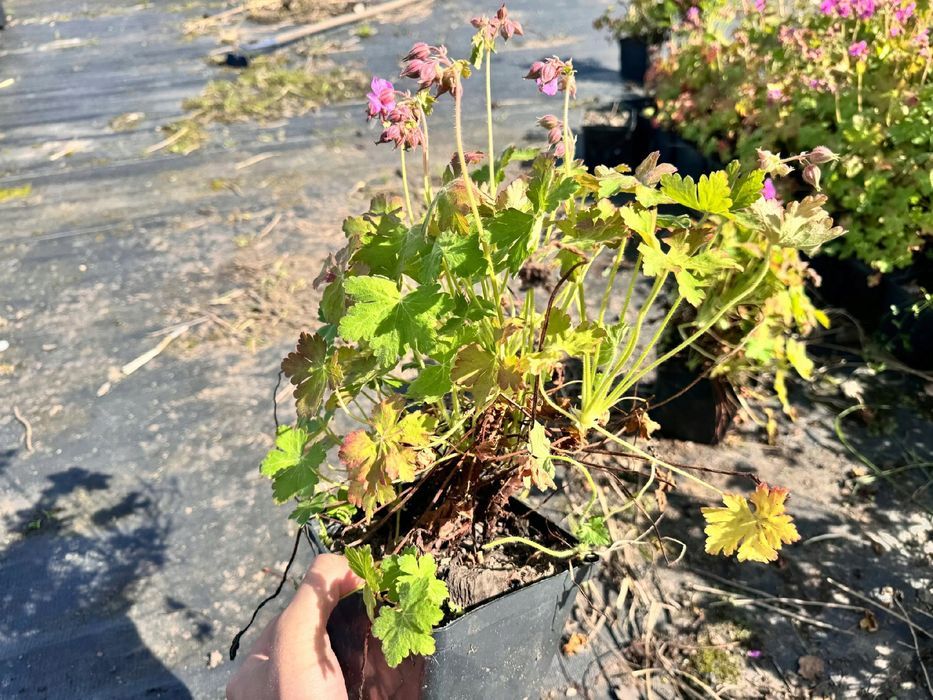 Bodziszek korzeniasty Różowy (Geranium macrorrhizum) Doniczka 2.0L
