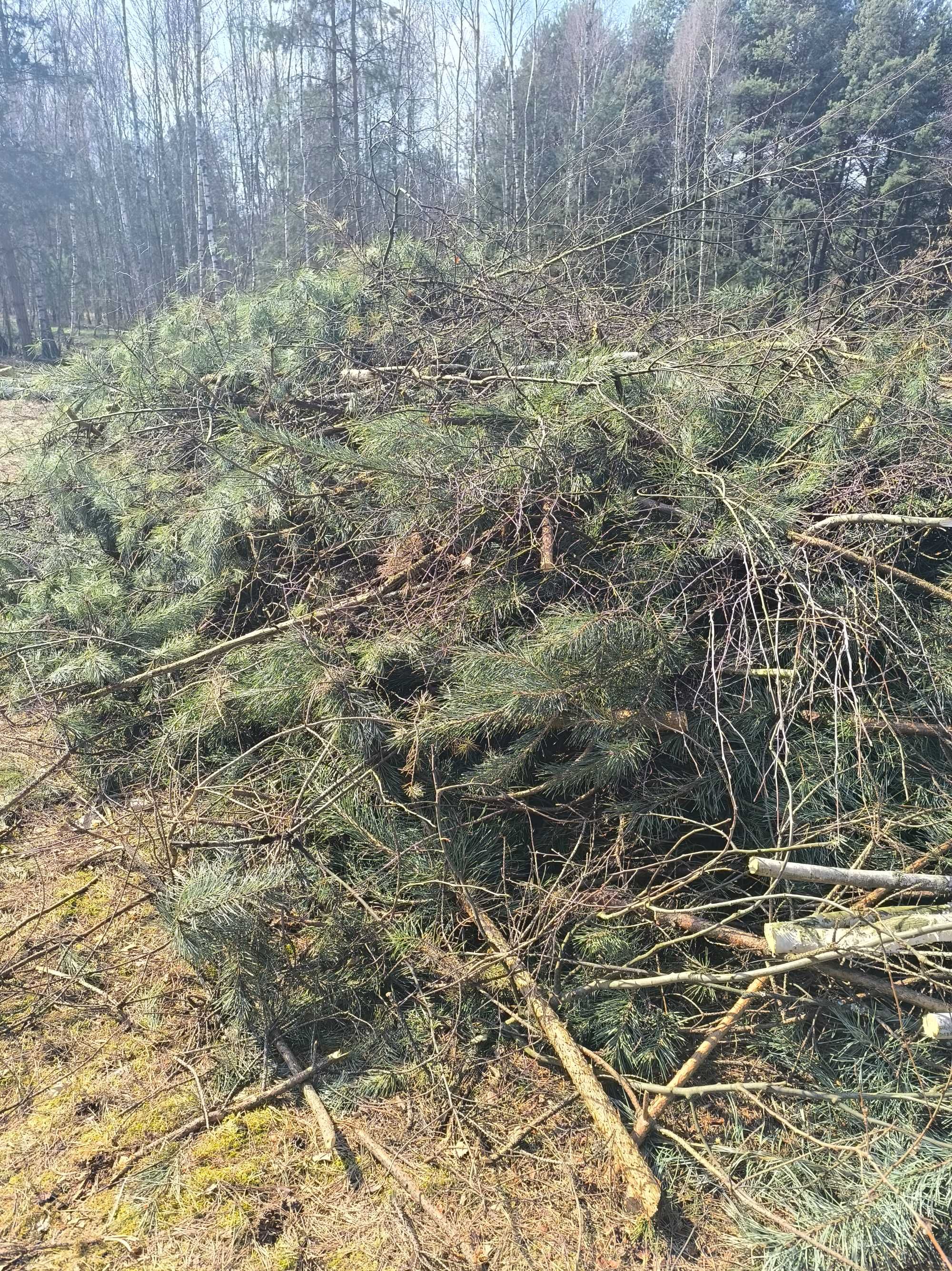 Gałęzie chrust sosnowy już zleżały bo ścinane było w marcu.