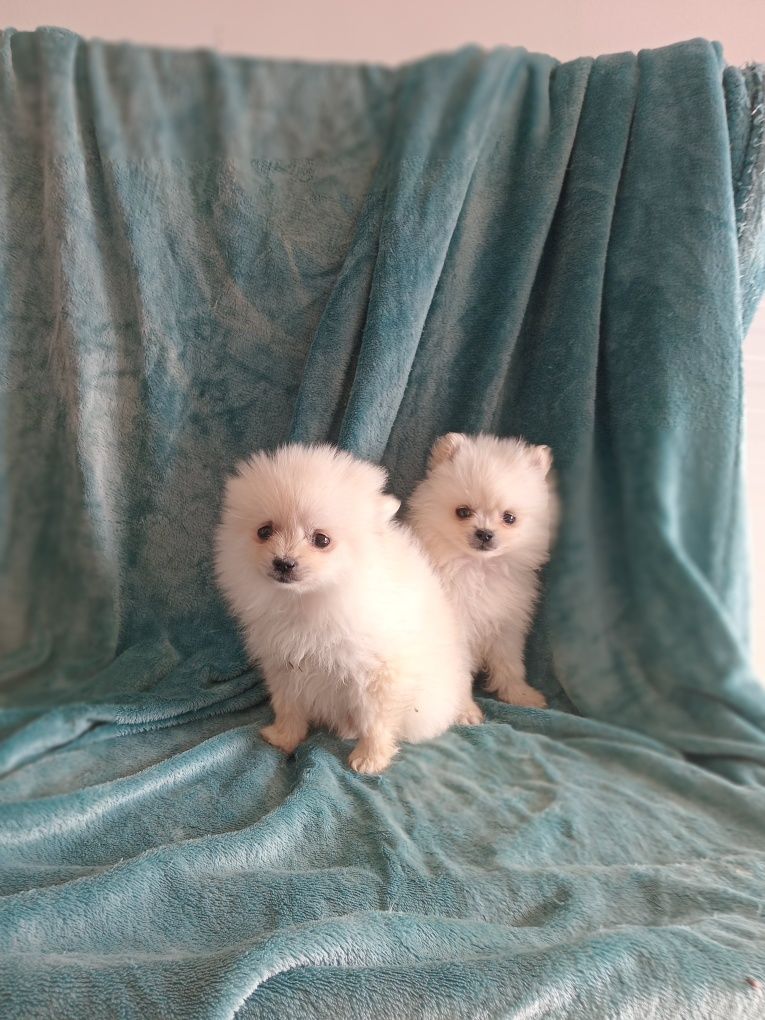 Excelente macho Spitz anão  mini