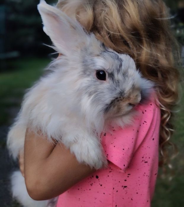 Królik domowy króliczek