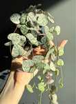 Церопегія вуду варієгатна Ceropegia Woodoo variegata