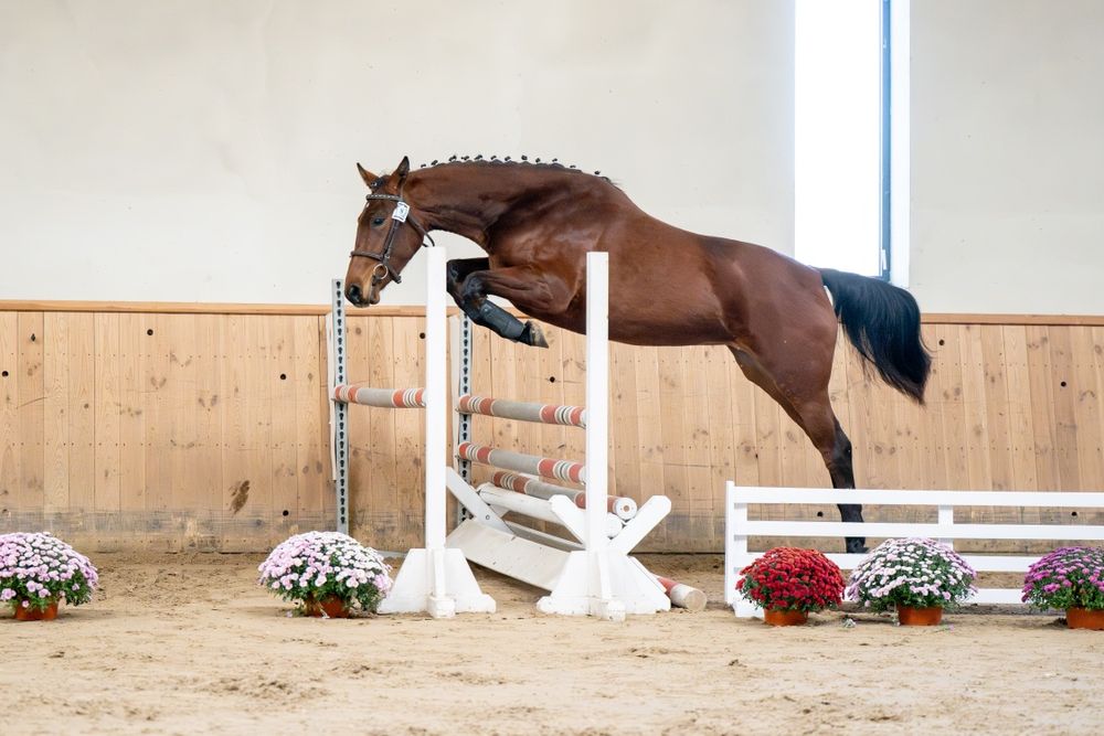 Sprzedam klacz rasy Sp