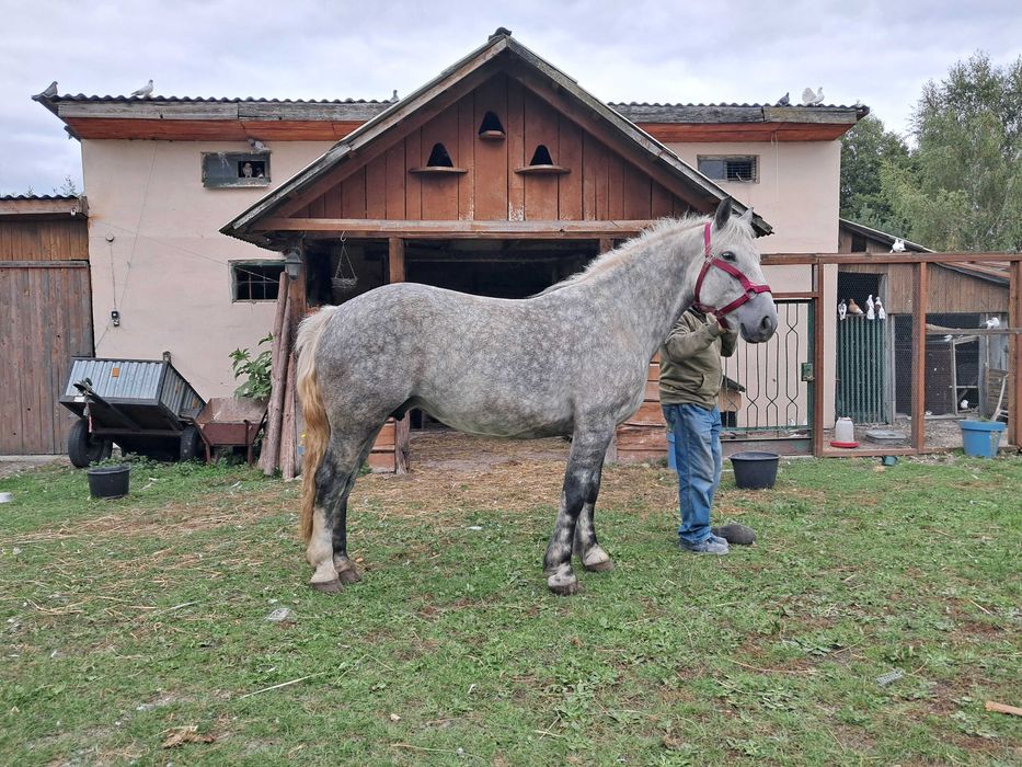 Sprzedam klacz ze źrebakiem