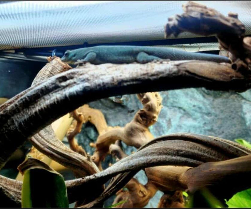 Gekon dzienny, jaszczurka , terrarystyka