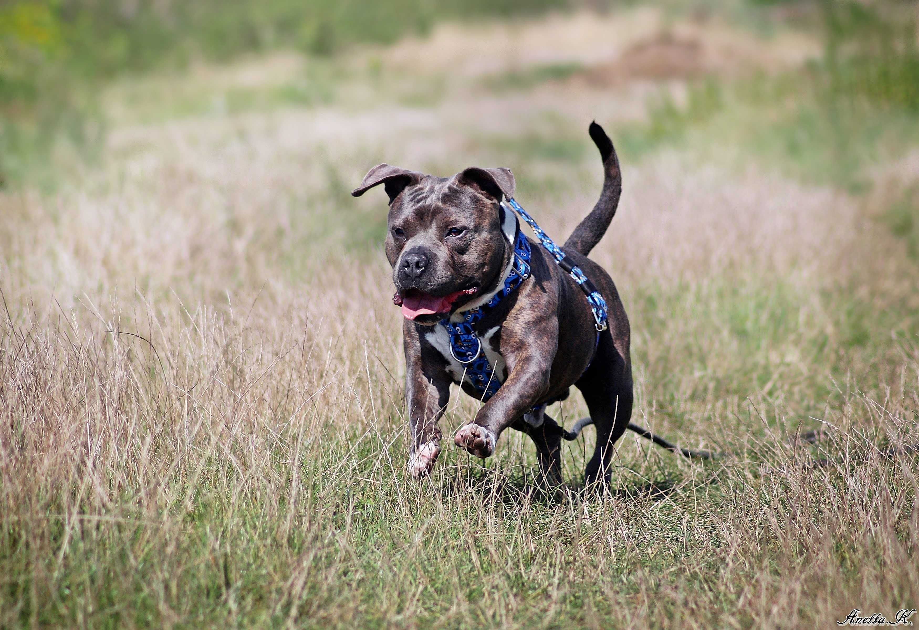 Śliniak w typie American Bully szuka kochającego domu