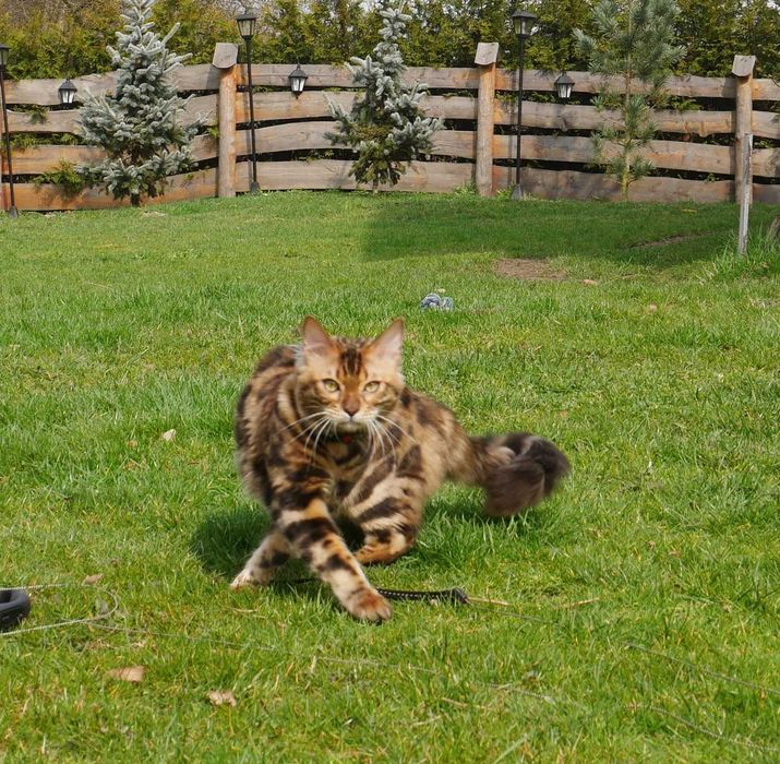 Jerry kocurek bengalski dlugowlosy