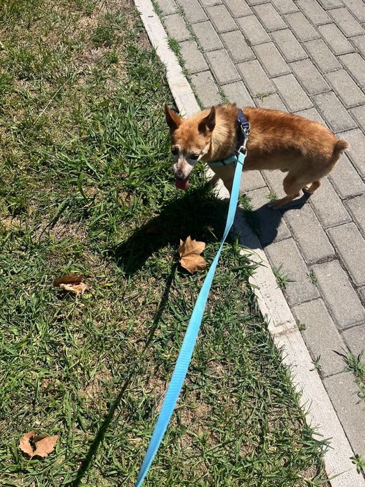 Pinscher com 9 anos