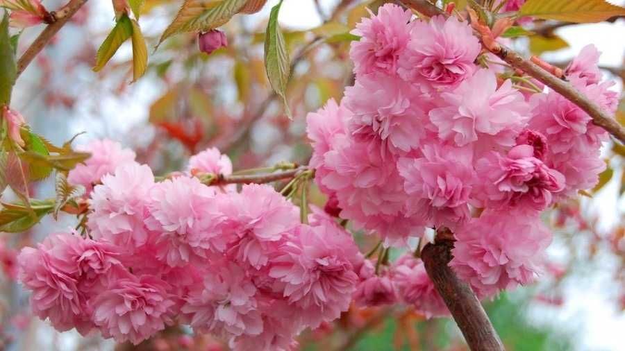 Саджанці декоративних рослин.  Сакура,  декоративний квітучий мигдаль