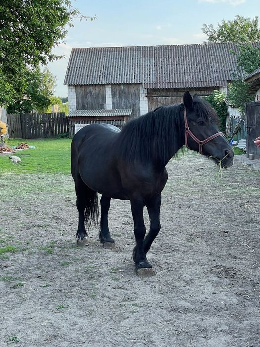 Polski koń zimnokrwisty klacz