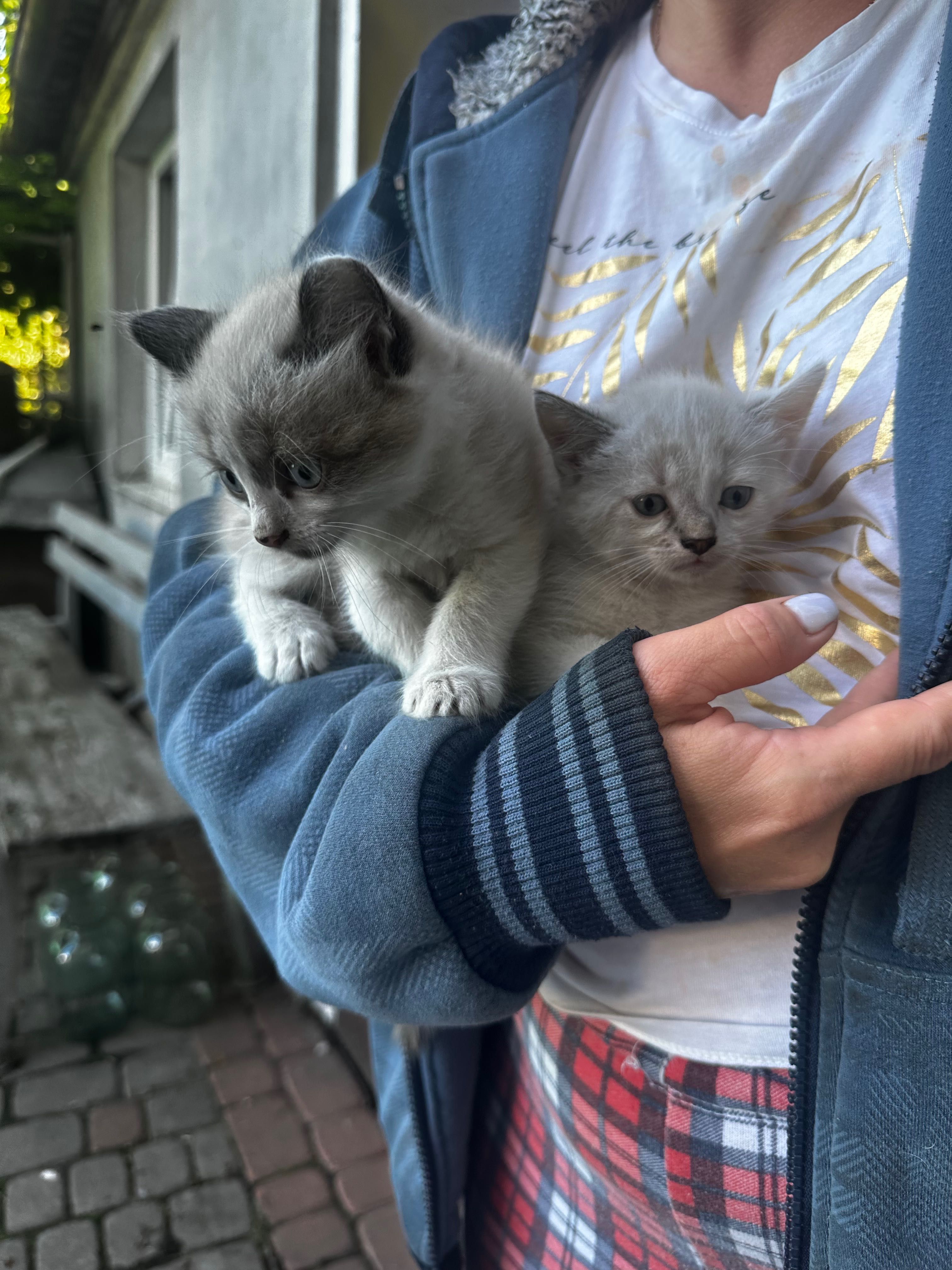 Пухнасті сіамські кошенята