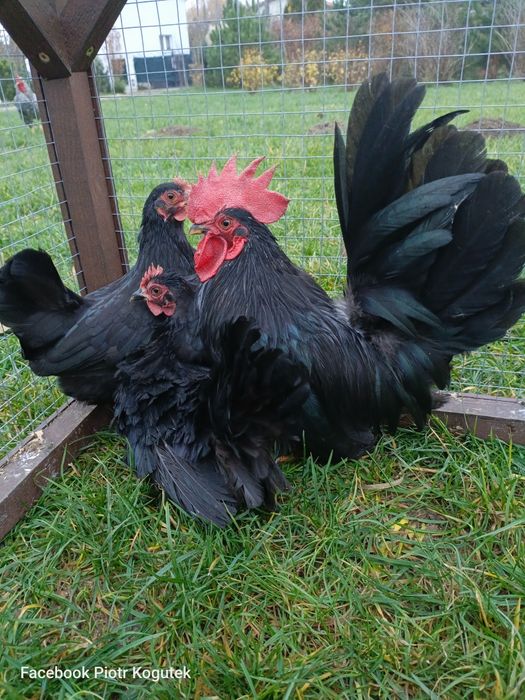 Chabo kogut i dwie kury