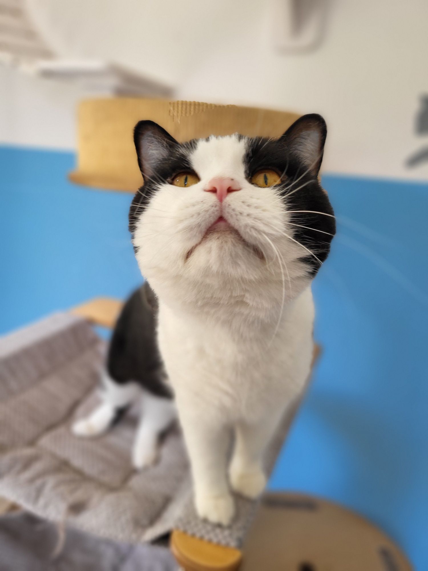 Kot brytyjski Pushin do adopcji