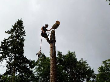 Wycinanie i przycinanie drzew, usługi rębakiem, frezowani pni