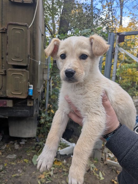 Щеня хлопчик Бублик шукає родину