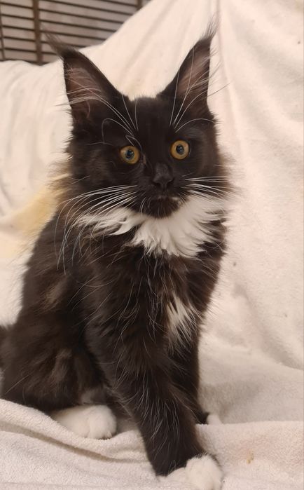 Czarna,  prześliczna kotka