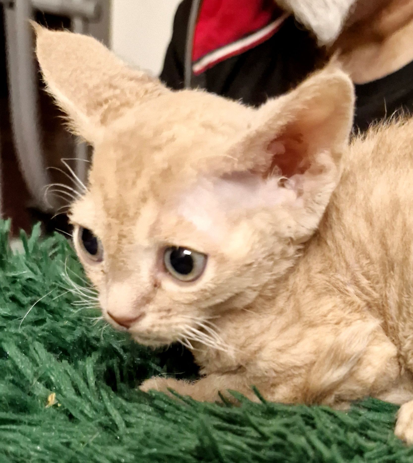 Salvador  karmelowy cudniasty Devon Rex chłopiec
