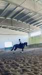 Vendo cavalo manso