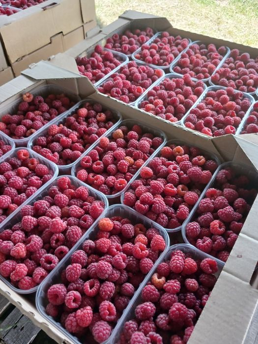 Продам малину опт від 150кг