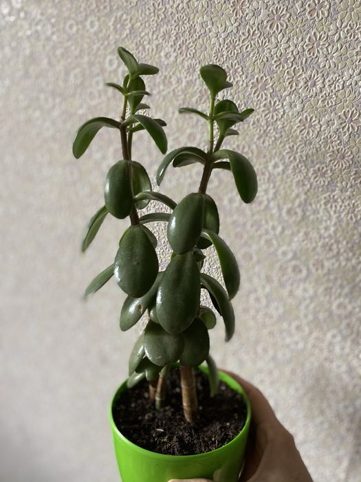 Продам фіалки  листки та самі великі