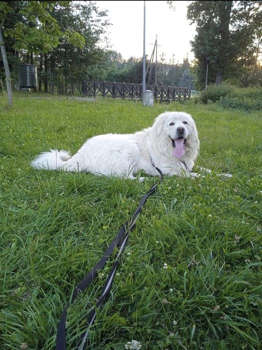 Reproduktor Krycie Owczarek Podhalański