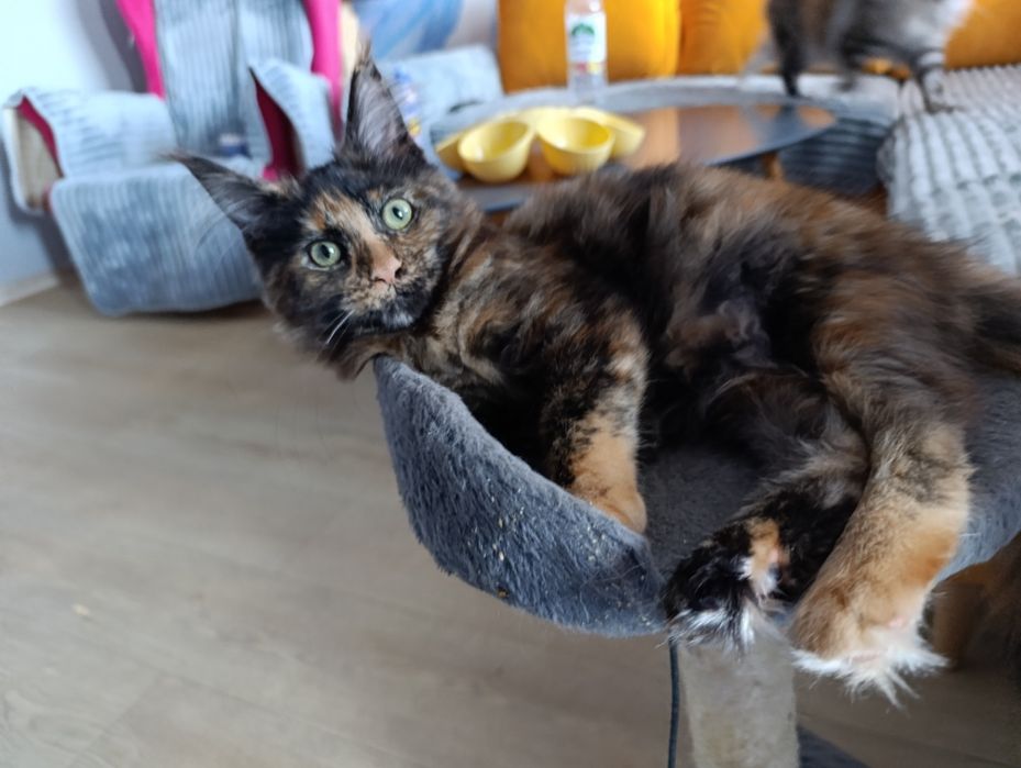 Maine Coon dziewczynka FPL